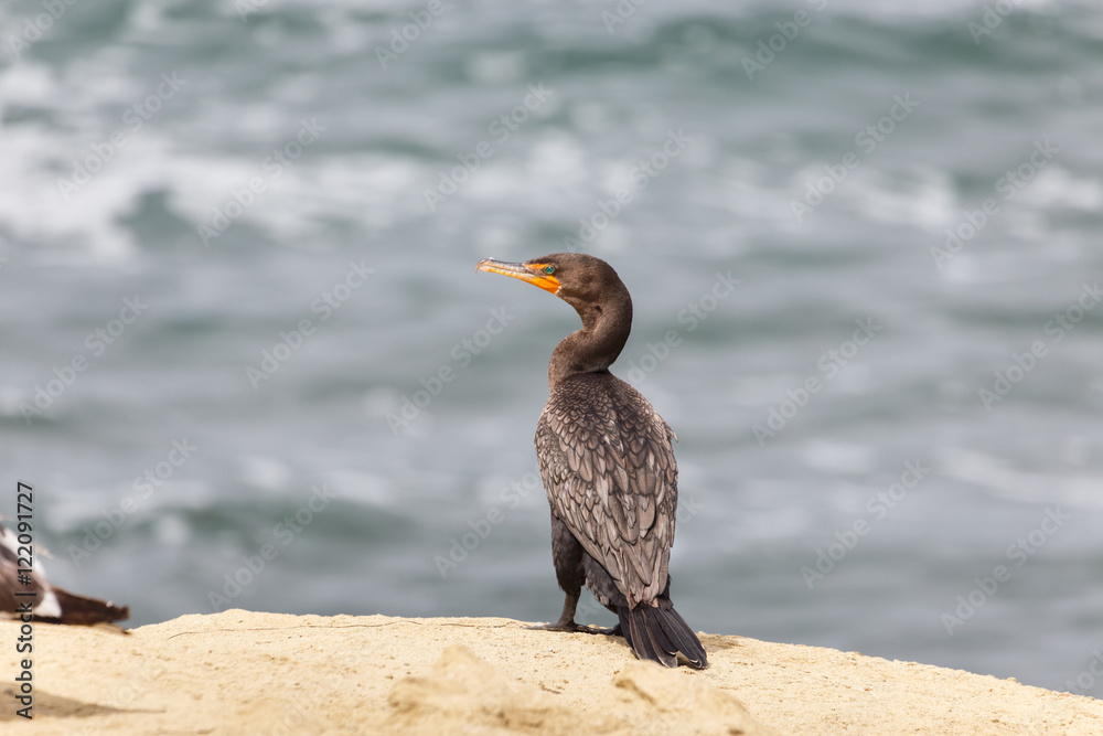 Double-crested Cormorant Double-crested Cormorant
