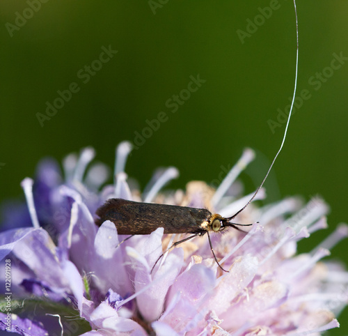 Macrophotographie d'insecte: Adèle de la Scabieuse (Nemophora metallica) photo