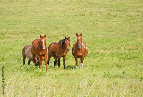 Small herd of ranch horses on green prairie pasture in summer