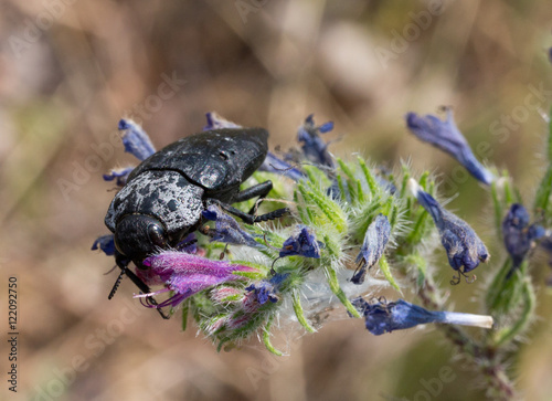 Macrophotographie d'insecte: Agrypnus murinus (Elateridae) photo