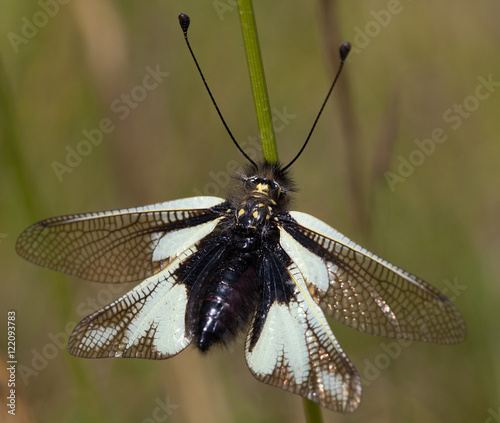 Macrophotographie d'insecte: Ascalaphe soufré femelle (Libelloides coccajus)