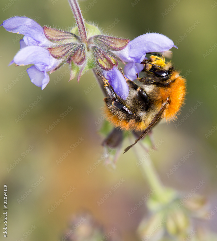 Macrophotographie d'insecte: Bourdon des champs (Bombus pascuorum) Macrophotographie d'insecte: Bourdon des champs (Bombus pascuorum)