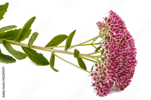 Tableau sur toile Inflorescence of flowers stonecrop close-up, lat. Sedum spectabi