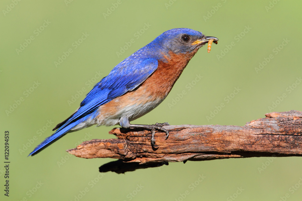 Eastern Bluebird