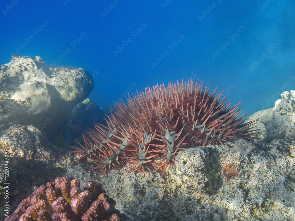 Obraz premium Crown of thorns sea star (Acanthaster planci) feeding coral reef