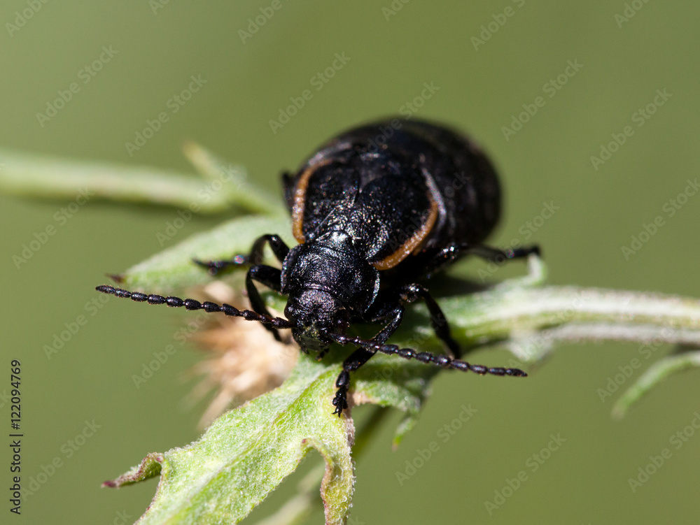 Macrophotographie d'un insecte: Carabe des bois (Carabus nemoralis) Macrophotographie d'un insecte: Carabe des bois (Carabus nemoralis)
