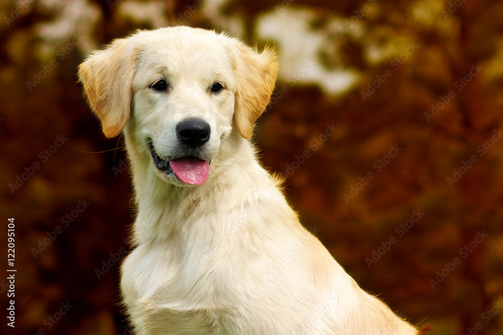 Happy puppy Golden Retriever walks in the autumn on the nature,