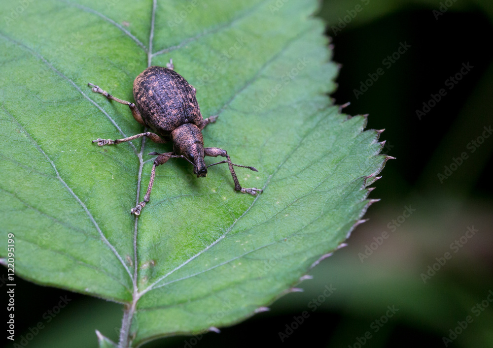 Fototapeta premium Macrophotographie d'un insecte: Charançon éperonné (Phyllobius calcaratus)