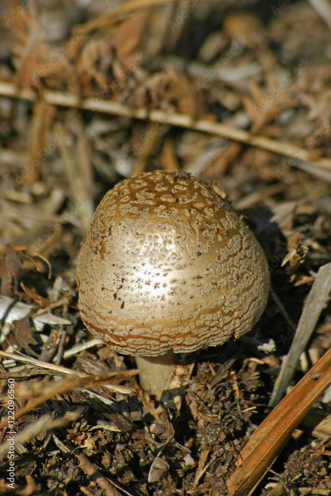 Mushroom emerging from ground Mushroom emerging from ground