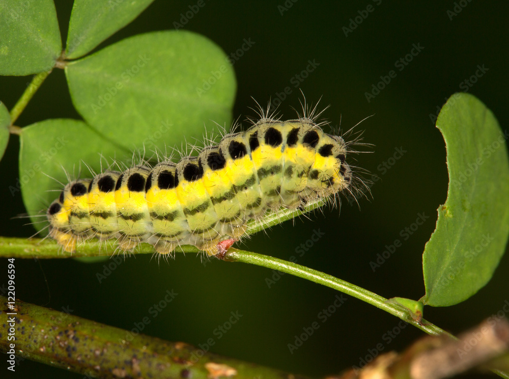Macrophotographie d'un insecte: Chenille de la zygène de la filipendule (Zygaena filipendulae) Macrophotographie d'un insecte: Chenille de la zygène de la filipendule (Zygaena filipendulae)