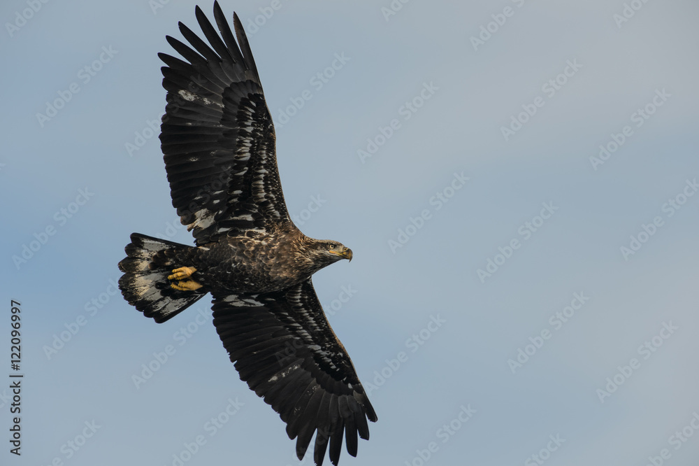 Obraz premium Immature Bald Eagle Flying Overhead