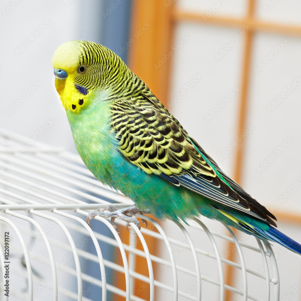 Fototapeta premium Budgie.