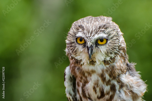 Acadian Owl