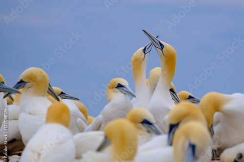 Northern gannet photo