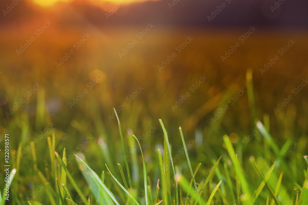 Fototapeta premium Sunset Grass Detail