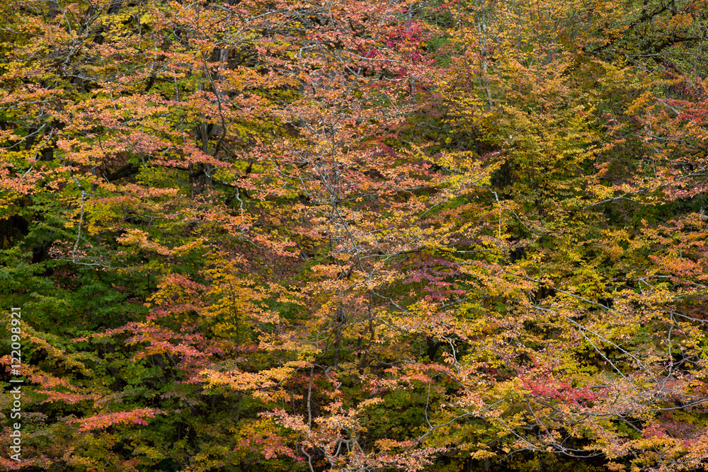 Naklejka premium Autumn at Churet, Mazandaran, Iran