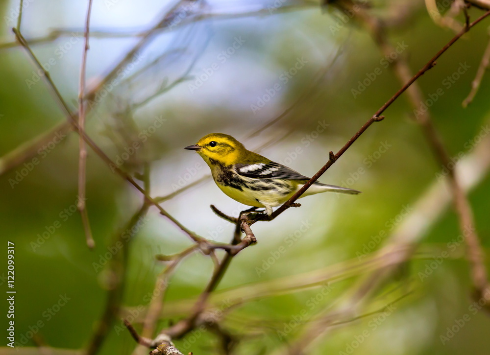Obraz premium An abundant breeder of the northeastern boreal forests of Canada, the Black-throated Green Warbler is easy to recognize by sight and sound. Its dark black bib and bright yellow face.