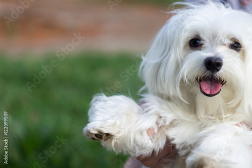 White smilling puppy on green 