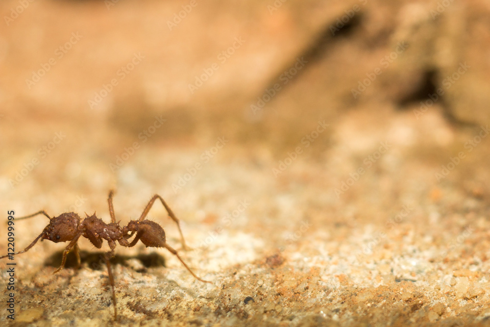 Ant on desert