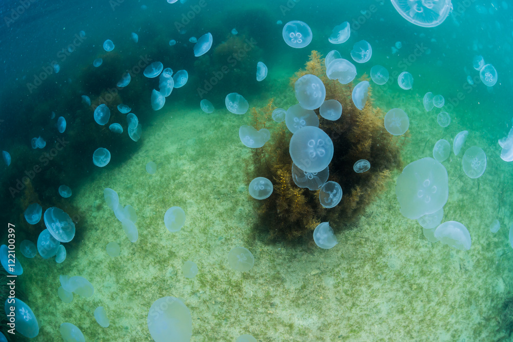 Obraz premium Seaweed and jellyfish