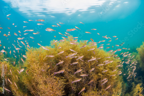 Forest of seaweed