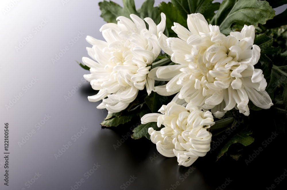 白菊 白菊