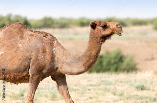 Portrait of a camel in nature © schankz