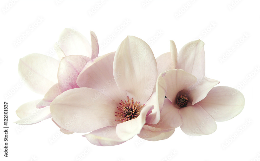 Naklejka premium magnolia flowers