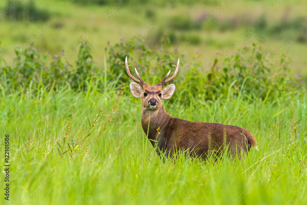 Hog deer (Hyelaphus porcinus) stand alone on green grass Hog deer (Hyelaphus porcinus) stand alone on green grass
