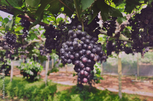 Wallpaper Mural grape berry grow oraganic plant background Torontodigital.ca