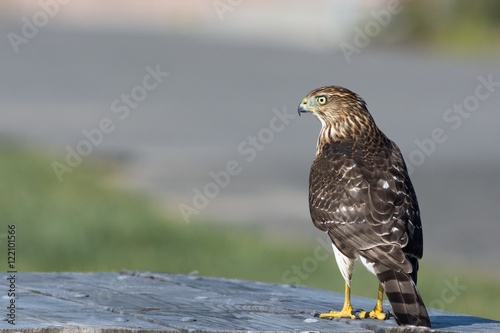 Tablou pe pânză A Cooper's hawk (Accipiter cooperii) perched on a table in the Northeast, US