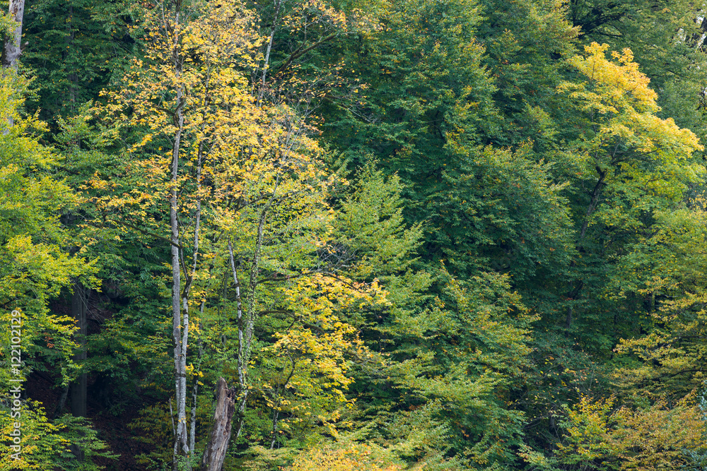 Fototapeta premium Hyrcania Forest, Mazandaran, Iran