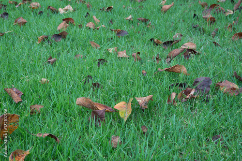 芝生上の落ち葉