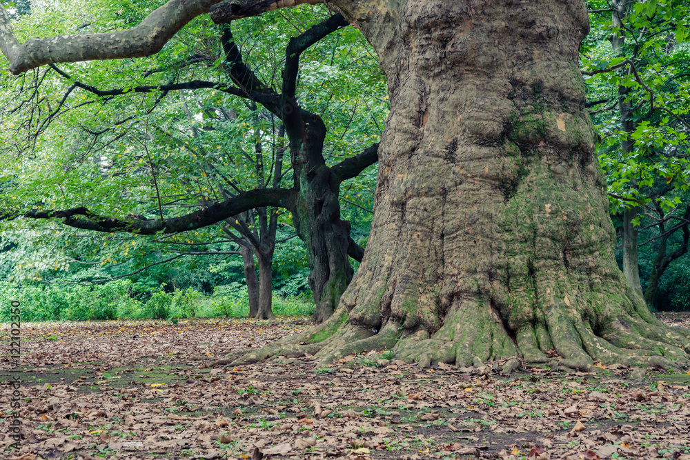 big tree big tree