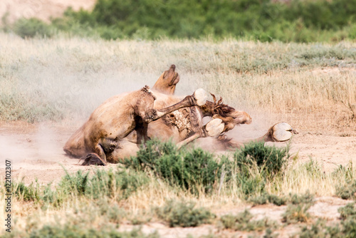 camels lie in the dust in nature © schankz