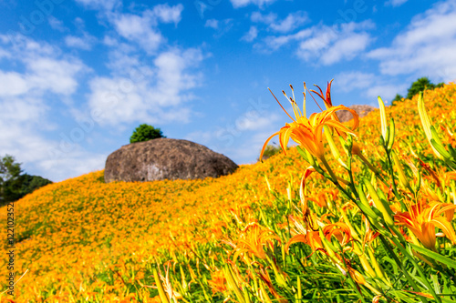 Sea of daylily flowers in Mountain photo