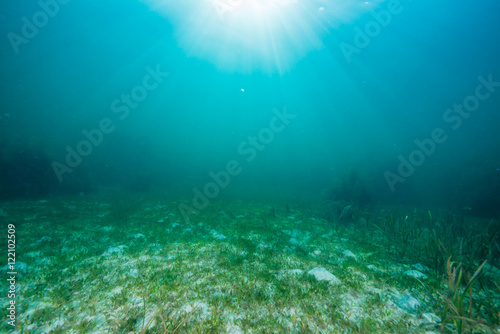 Bilde på lerret Seaweed and Sunlight