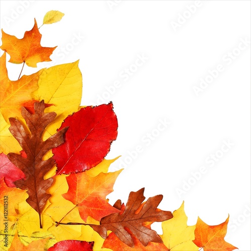 Autumn Leaves isolated on white. Fall