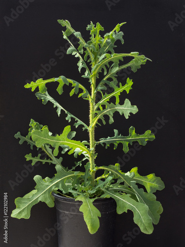 Lactuca serriola wild lettuce