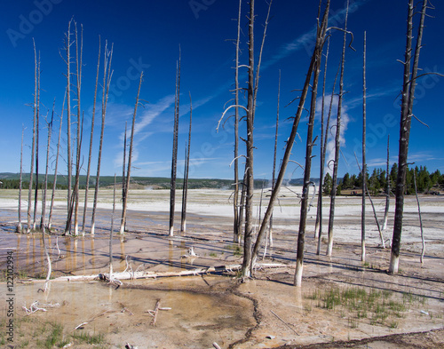 Dry trees in geyser basin