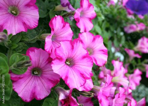 petunia flowers