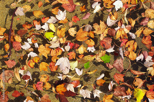 colored autumn leaves on the water. background of different autumn leaves floating in river