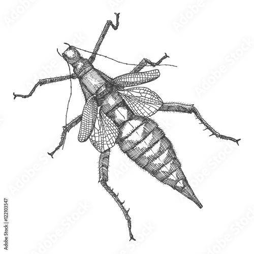 Hand drawn beetle. Black and white insect for design, icons, logo or print. Hand drawing illustration for Halloween. Vector.