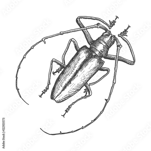 Hand drawn beetle. Black and white insect for design, icons, logo or print. Hand drawing illustration for Halloween. Vector.