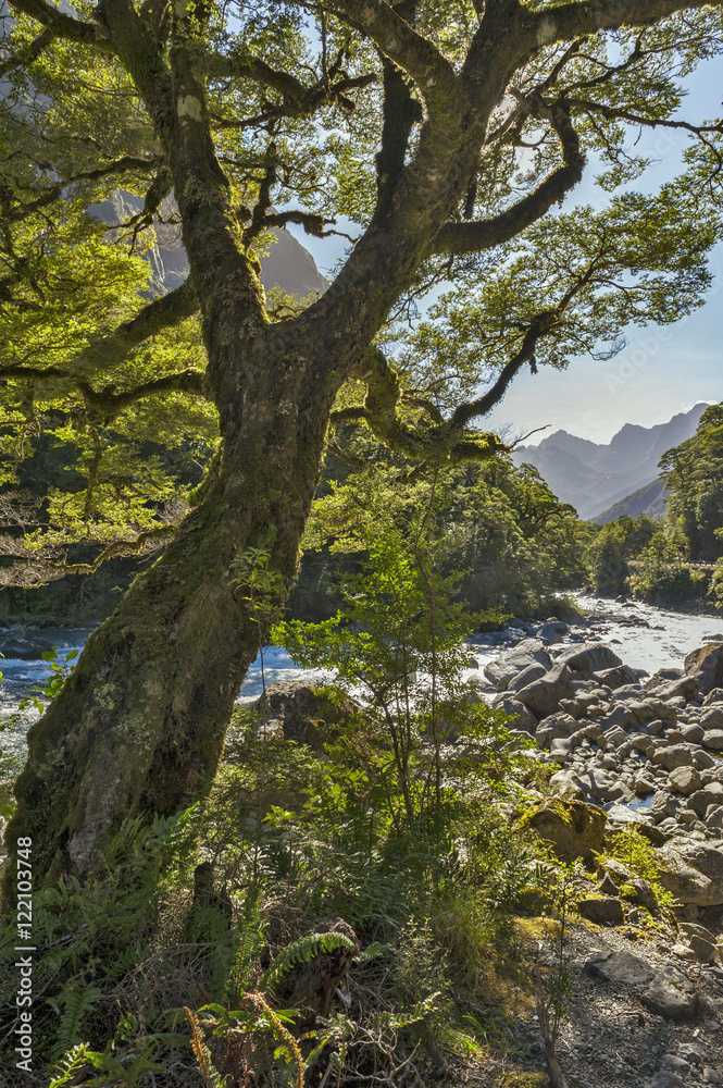 Big tree by creek on the way to Milford Sound, New Zealand