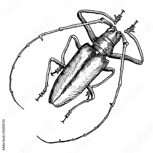 Hand drawn beetle. Black and white insect for design, icons, logo or print. Hand drawing illustration for Halloween. Vector.