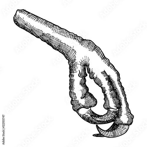 Bird feet, stylized drawing. Decorative drawn crow foot. Leg totem, magic spells supplies. Black and white drawing by hand. Witchcraft ritual, voodoo, attribute. Illustration for Halloween. Vector. 