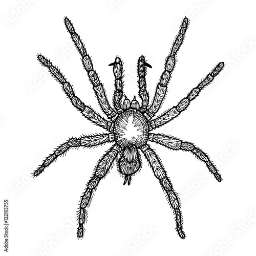Spider hand drawn, isolated on white. Drawing sketch of the black spider.  Halloween, folklore black magic attribute. Vector.