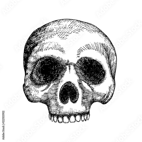 Hand drawing skull. Human skull sketch. Black and white illustration of skull, hand drawn. Witchcraft magic, occult voodoo attribute decorative element. Death and mortality symbol. Vector.