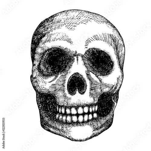 Hand drawing skull. Human skull sketch. Black and white illustration of skull with a lower jaw, hand drawn. Witchcraft magic, occult attribute decorative element. Death and mortality symbol. Vector.